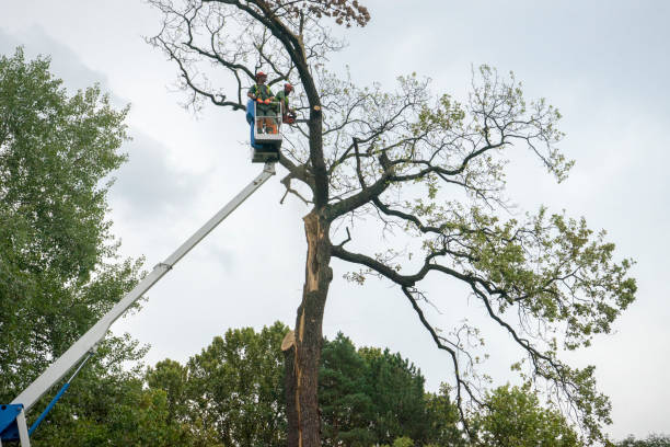 Best Tree Preservation Services  in Oliver Springs, TN